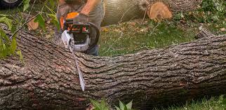 Best Tree Disease Treatment  in Tarboro, NC