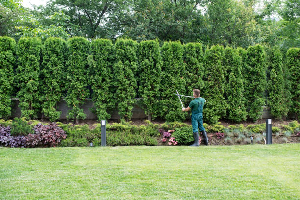 Best Lawn Maintenance Plans  in Tarboro, NC