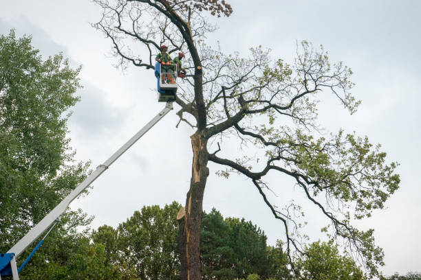 Best Seasonal Cleanup (Spring/Fall)  in Tarboro, NC